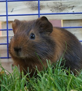 Cobaya en adopción