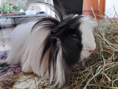 Nestor cobaya en adopción