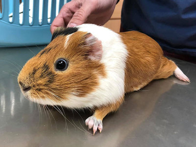 Mozart cobaya en adopción