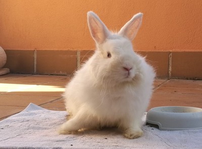 Conejo en adopción