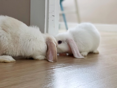 Jasmín y Bella, gazapas belier en adopción en La Madriguera