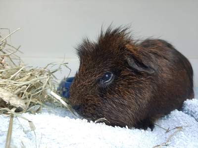 Cobaya en adopción