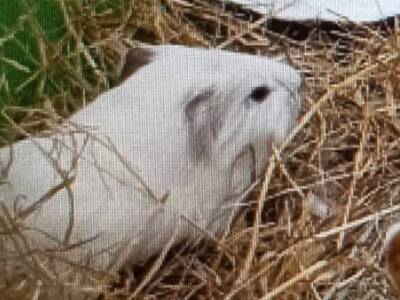 Bagle cobaya en adopción