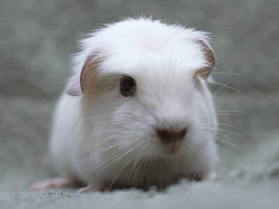 Bagle cobaya en adopción