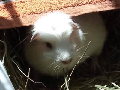 Bagle cobaya en adopción