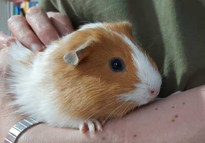 Cobaya en adopción 