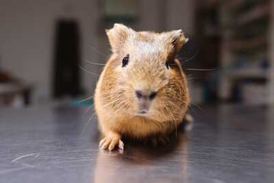 Castaño cobaya en adopción 