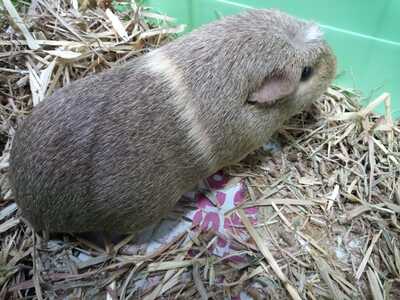 Caléndula cobaya en adopción 