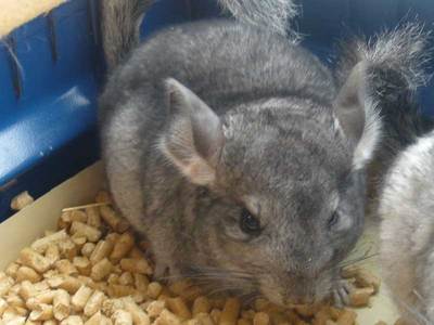 savanna chinchilla en adopción