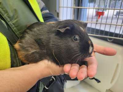 Otilia cobaya en adopción 