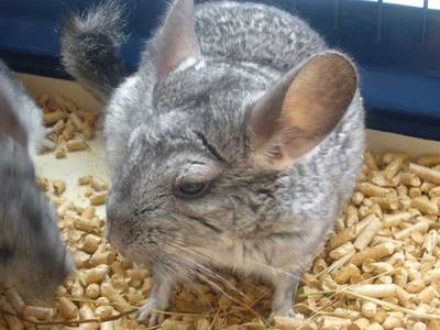 sharona chinchilla en adopción