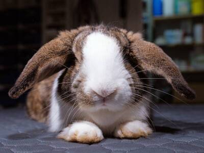 Totopo, conejo en adopción en La Madriguera	