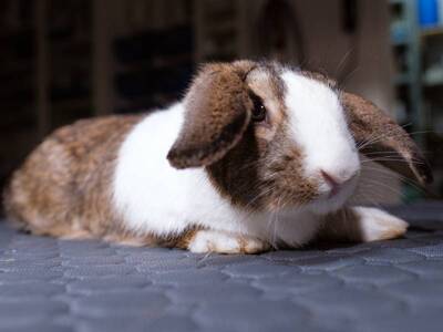 Totopo, conejo en adopción en La Madriguera	