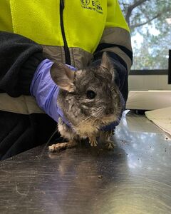 Nigel chinchilla en adopción 