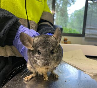 Nigel chinchilla en adopción 