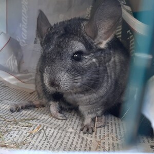 Chinchilla en adopción