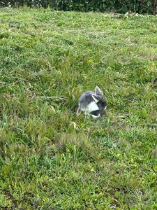 Casilda coneja en adopción 