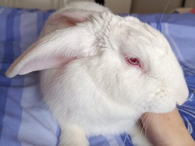 Gofre conejo en adopción