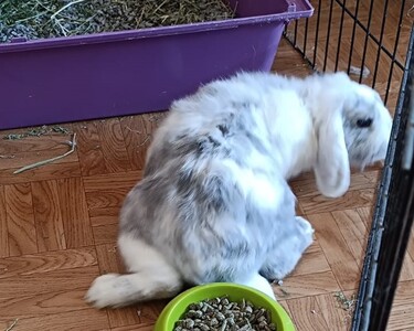 Conejo en adopción