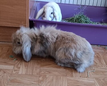 Conejo en adopción