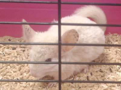 nebraska adopta chinchilla