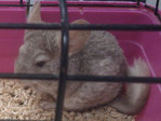 adopta chinchilla iowa