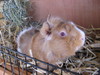 adoptar cobaya Devon