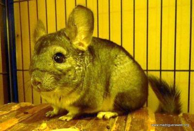 Chinchilla adopción TARA