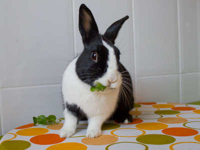 Ofelia conejo en adopción