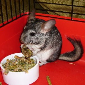 Momo chinchilla